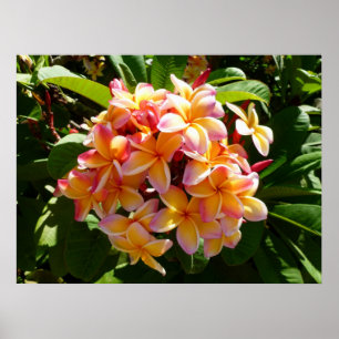 Hawaiian Frangipani Poster