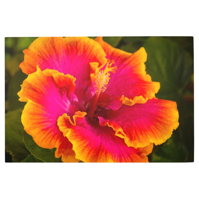 Hawaiian Fuchsia and Orange Hibiscus  Metal Print (Front)