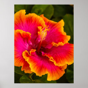 Hawaiian Fuchsia and Orange Hibiscus Poster