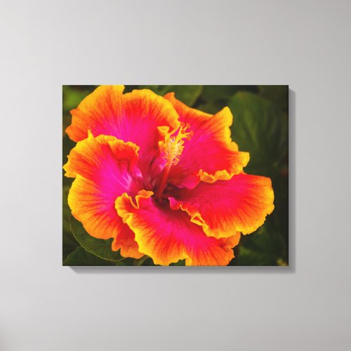 Hawaiian Fuchsia Hibiscus from Kauai Photograph Canvas Print