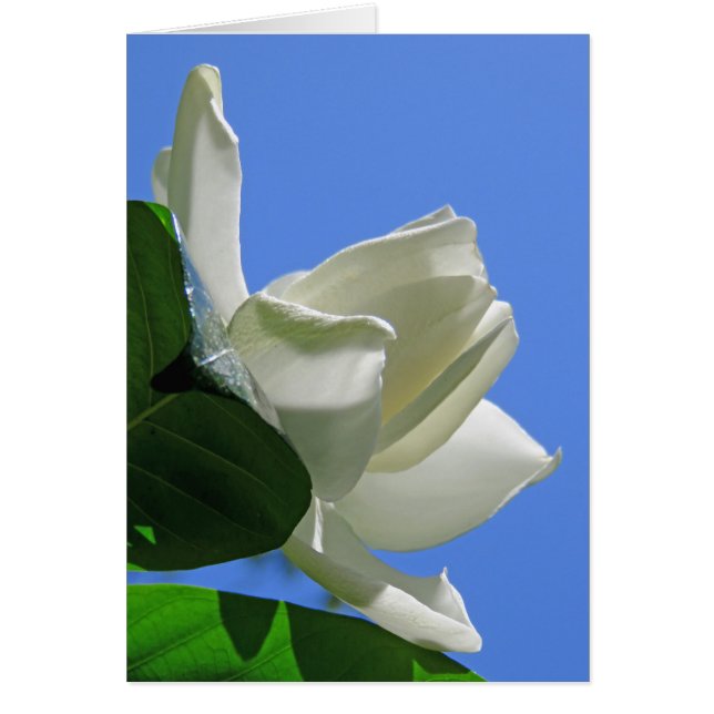 Hawaiian Gardenia Cards (Front)