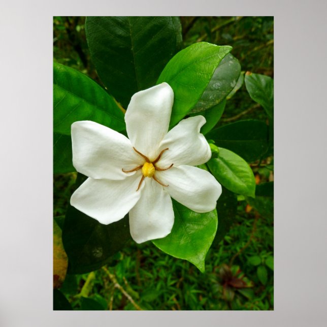 Hawaiian Gardenia Poster (Front)