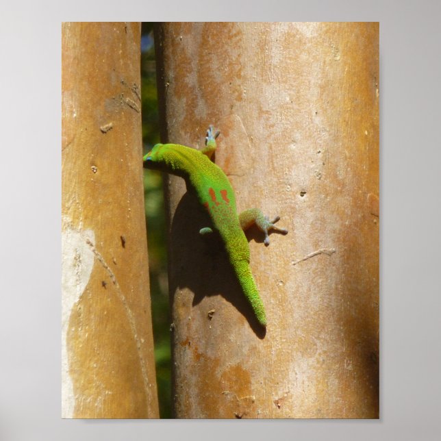 Hawaiian gecko on guava tree poster (Front)
