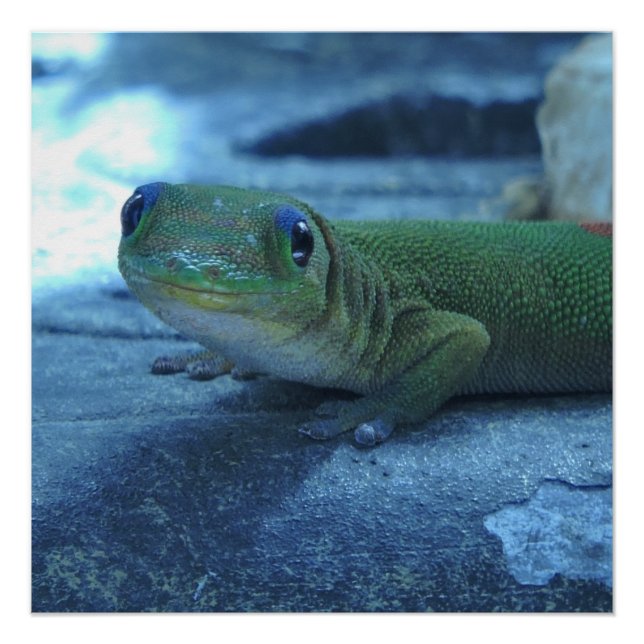 Hawaiian Gecko Poster (Front)