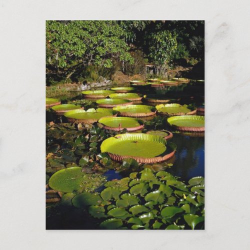 Hawaiian Giant Lily Pads Postcard