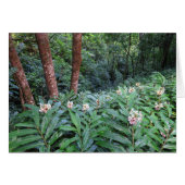 Hawaiian Ginger (Front Horizontal)