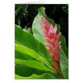 Hawaiian Ginger (Front)