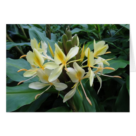 Hawaiian Ginger Cards (Front Horizontal)