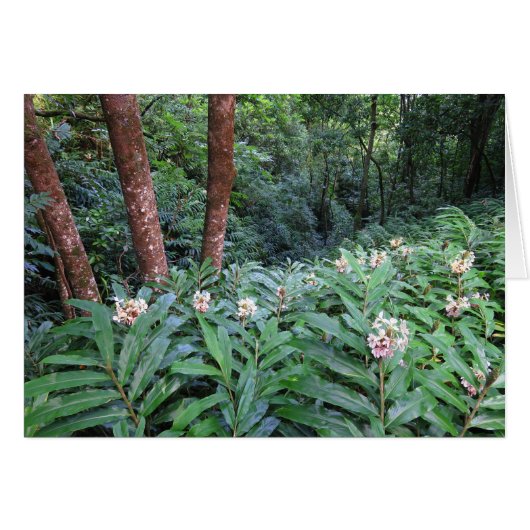 Hawaiian Ginger Cards (Front Horizontal)