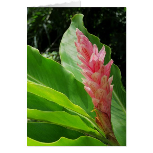 Hawaiian Ginger Cards (Front)