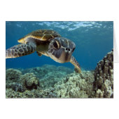 Hawaiian Green Sea Turtle (Front Horizontal)