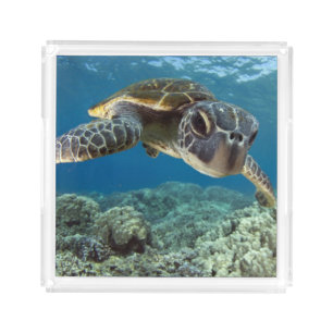 Hawaiian Green Sea Turtle Acrylic Tray