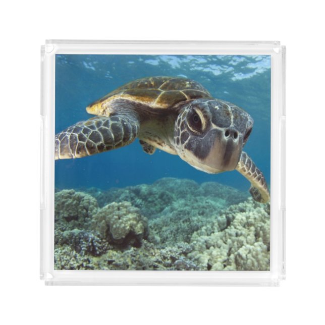 Hawaiian Green Sea Turtle Acrylic Tray (Front)