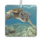Hawaiian Green Sea Turtle