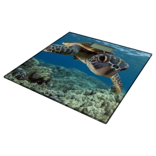 Hawaiian Green Sea Turtle Bathroom Scale (Angled)