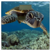 Hawaiian Green Sea Turtle Bathroom Scale (Front)