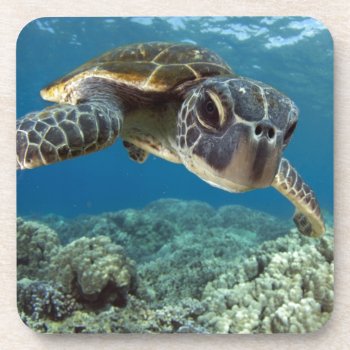 Hawaiian Green Sea Turtle Beverage Coaster by wildlifecollection at Zazzle