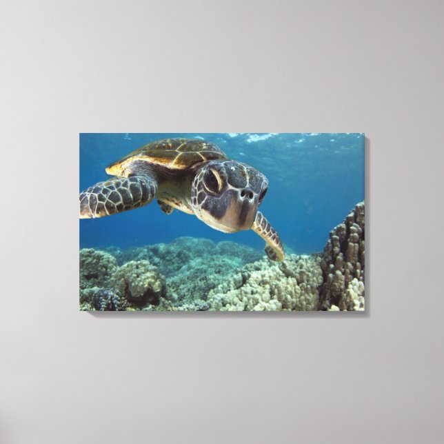 Hawaiian Green Sea Turtle Canvas Print (Front)