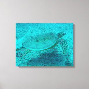 Hawaiian Green Sea Turtle Canvas Print
