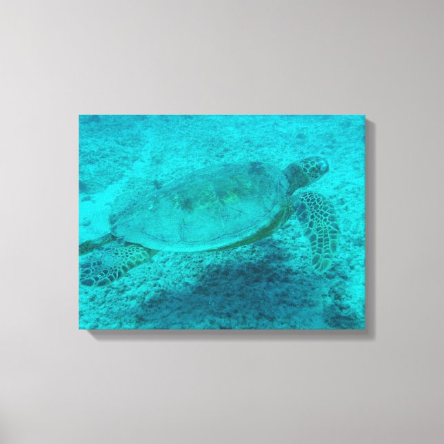 Hawaiian Green Sea Turtle Canvas Print (Front)