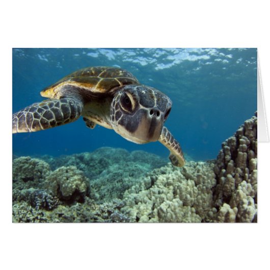 Hawaiian Green Sea Turtle Cards (Front Horizontal)