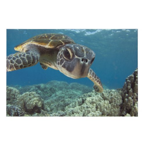 Hawaiian Green Sea Turtle Faux Canvas Print