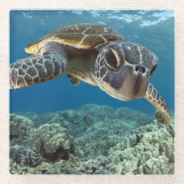 Hawaiian Green Sea Turtle Glass Coaster (Front)