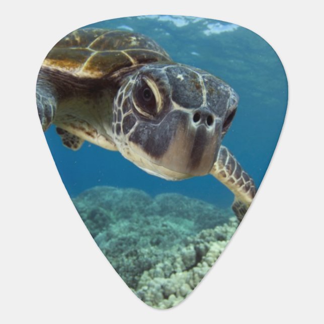Hawaiian Green Sea Turtle Guitar Pick (Front)