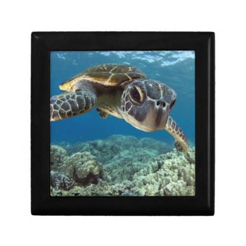 Hawaiian Green Sea Turtle Jewelry Box