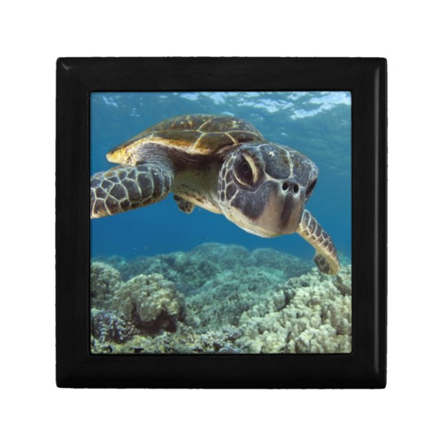 Hawaiian Green Sea Turtle Jewelry Box (Front)