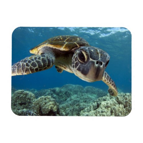 Hawaiian Green Sea Turtle Magnet