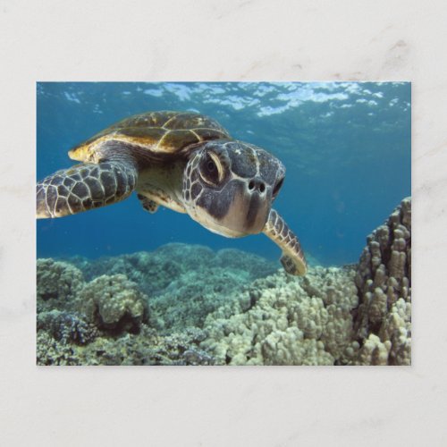 Hawaiian Green Sea Turtle Postcard