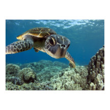 Hawaiian Green Sea Turtle