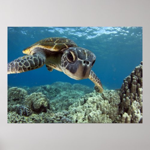 Hawaiian Green Sea Turtle Poster