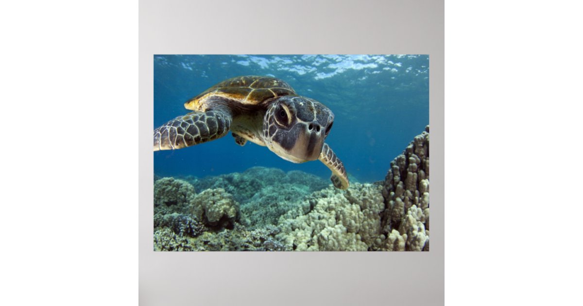 Hawaiian Green Sea Turtle Poster | Zazzle