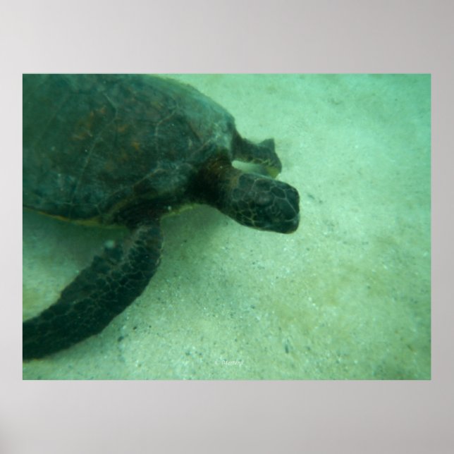 Hawaiian Green Sea Turtle Poster (Front)