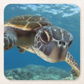 Hawaiian Green Sea Turtle Square Paper Coaster by wildlifecollection at Zazzle
