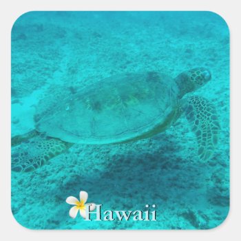 Hawaiian Green Sea Turtle Square Sticker by efhenneke at Zazzle