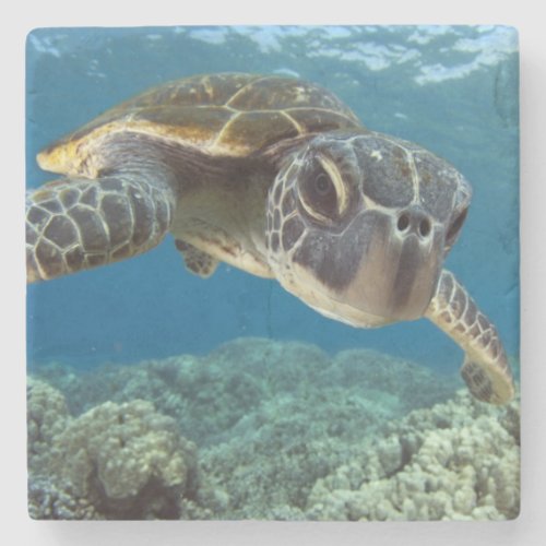 Hawaiian Green Sea Turtle Stone Coaster