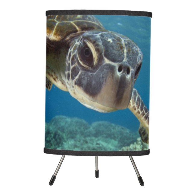 Hawaiian Green Sea Turtle Tripod Lamp (Front)