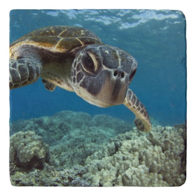 Hawaiian Green Sea Turtle Trivet (Front)