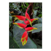 Hawaiian Heliconia (Front)