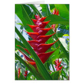 Hawaiian Heliconia (Front)