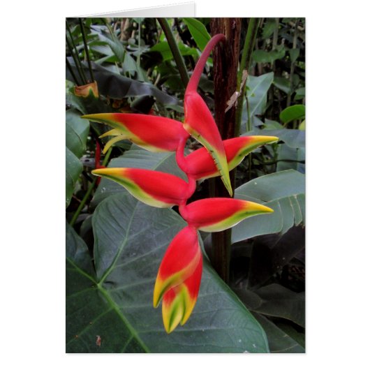 Hawaiian Heliconia Cards (Front)