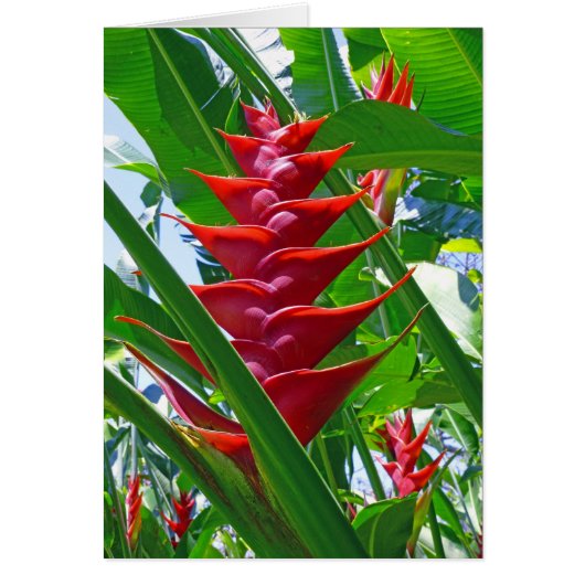 Hawaiian Heliconia Cards (Front)