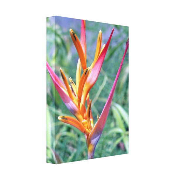 Heliconia Art & Wall Décor | Zazzle