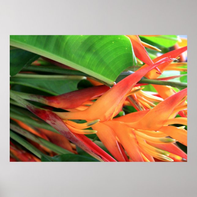 Hawaiian Heliconia Flowers Poster (Front)