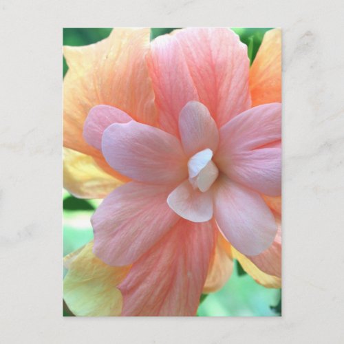 Hawaiian Hibiscus Flower Photo Postcard