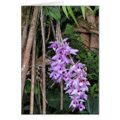 Hawaiian Honohono Orchids (Front)