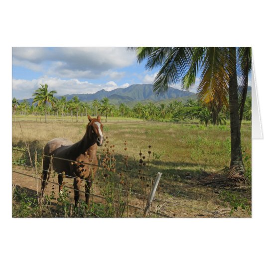 Hawaiian Horse (Front Horizontal)
